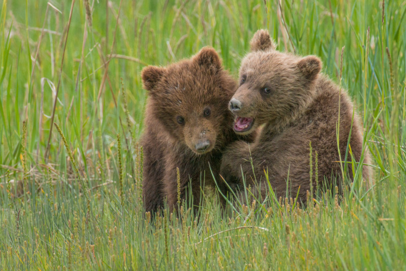 Alaskan-Coastal-Bears-20