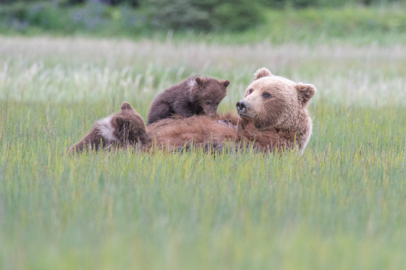 Alaskan-Coastal-Bears-41