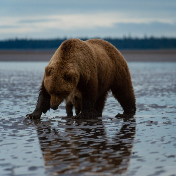Alaskan-Coastal-Bears-47