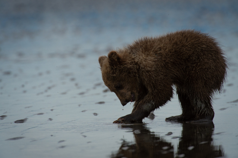 Alaskan-Coastal-Bears-48
