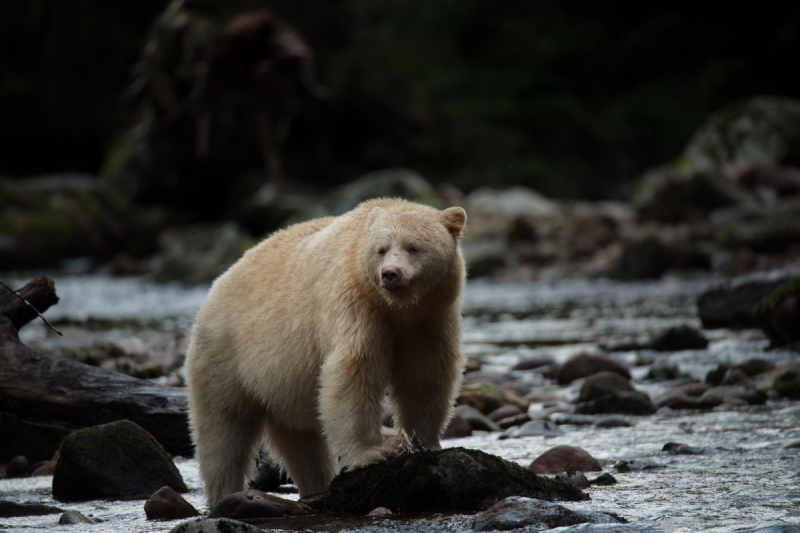 Great-Bear-Rain-forest-2017-11490-2