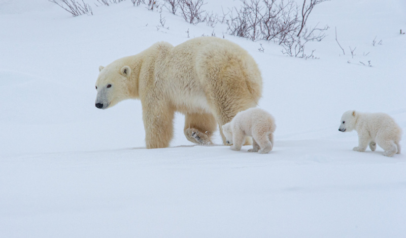 2016-Polar-Bears-10418