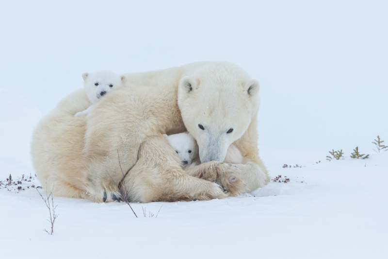 2016-Polar-Bears-452