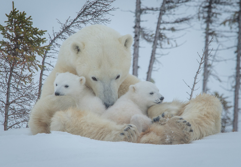 2016-Polar-Bears-6237