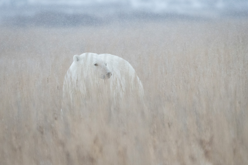 Polar-Bears-2020-5354