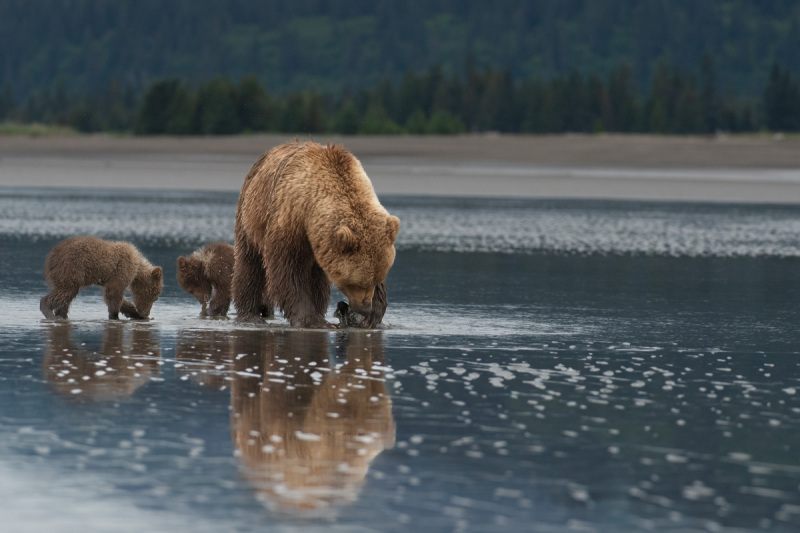 Alaskan-Coastal-Bears-54