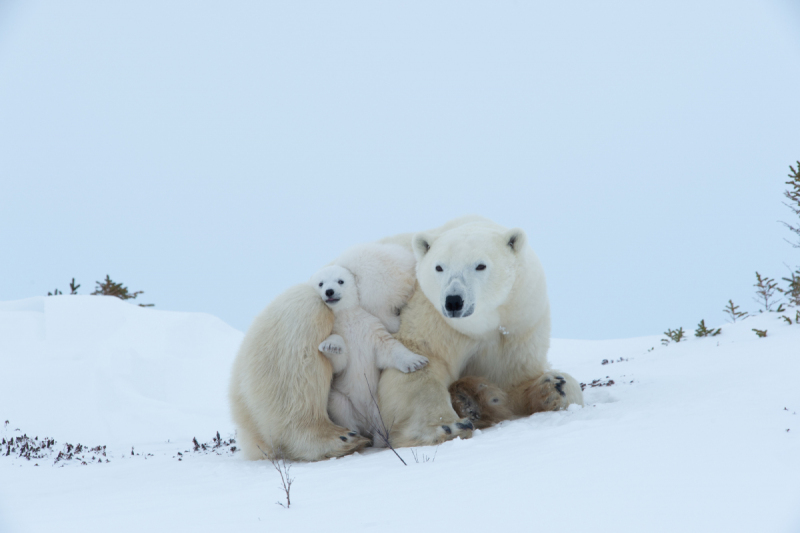 2016-Polar-Bears-1973