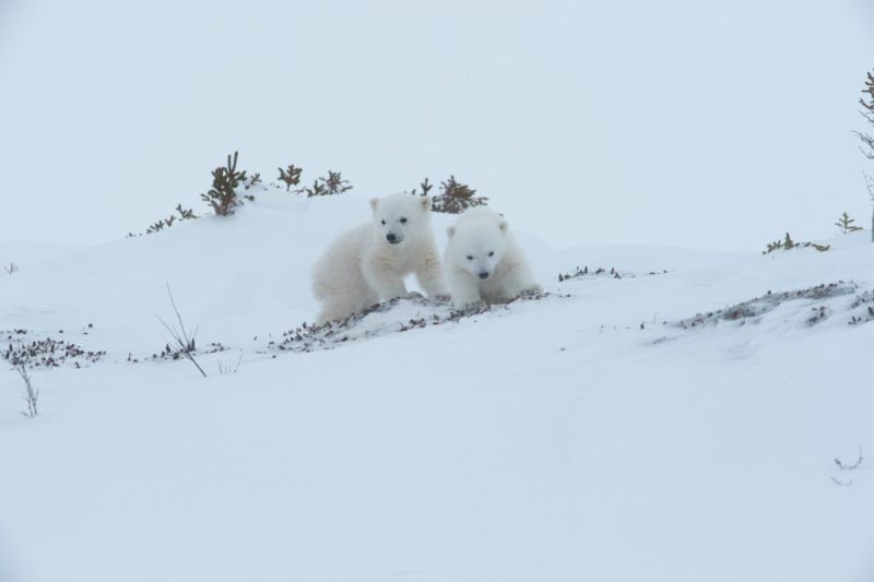 2016-Polar-Bears-7918