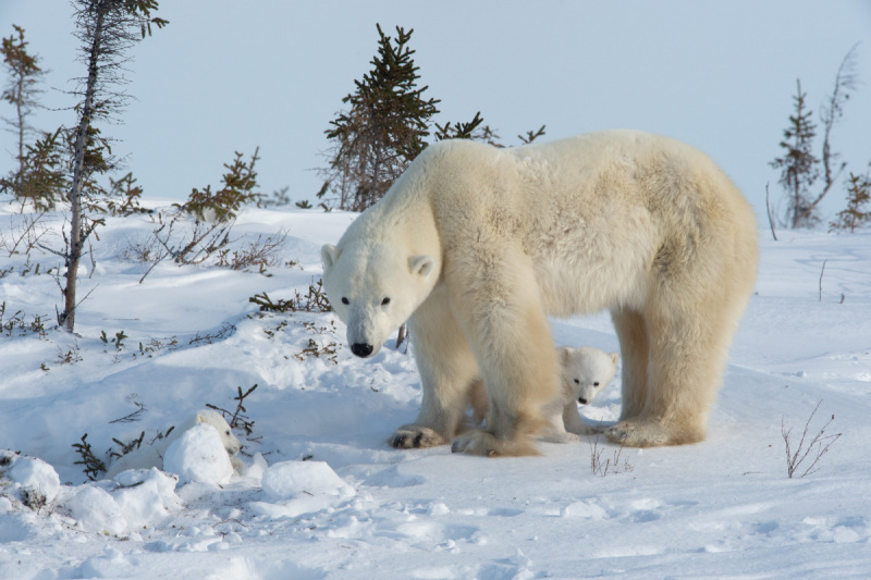 2016-Polar-Bears-19194