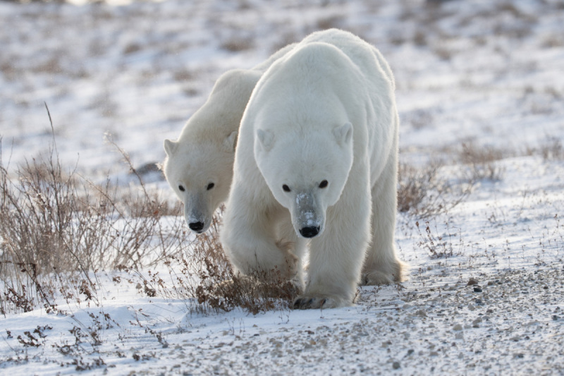 Polar-Bears-2020-3714