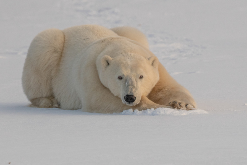 Polar-Bears-2020-4349