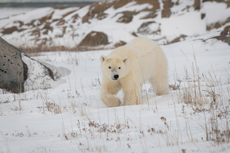 Polar-Bears-2020-6581