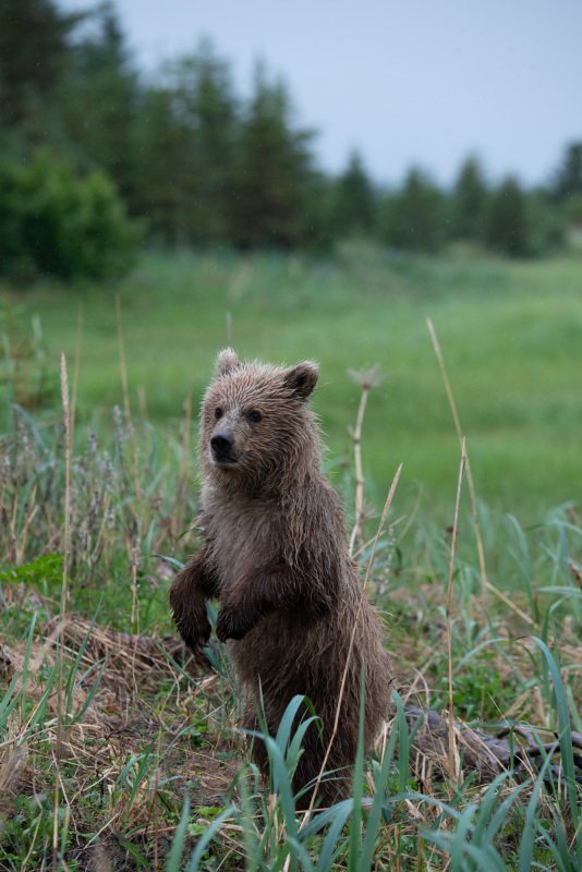 Alaskan-Coastal-Bears-12