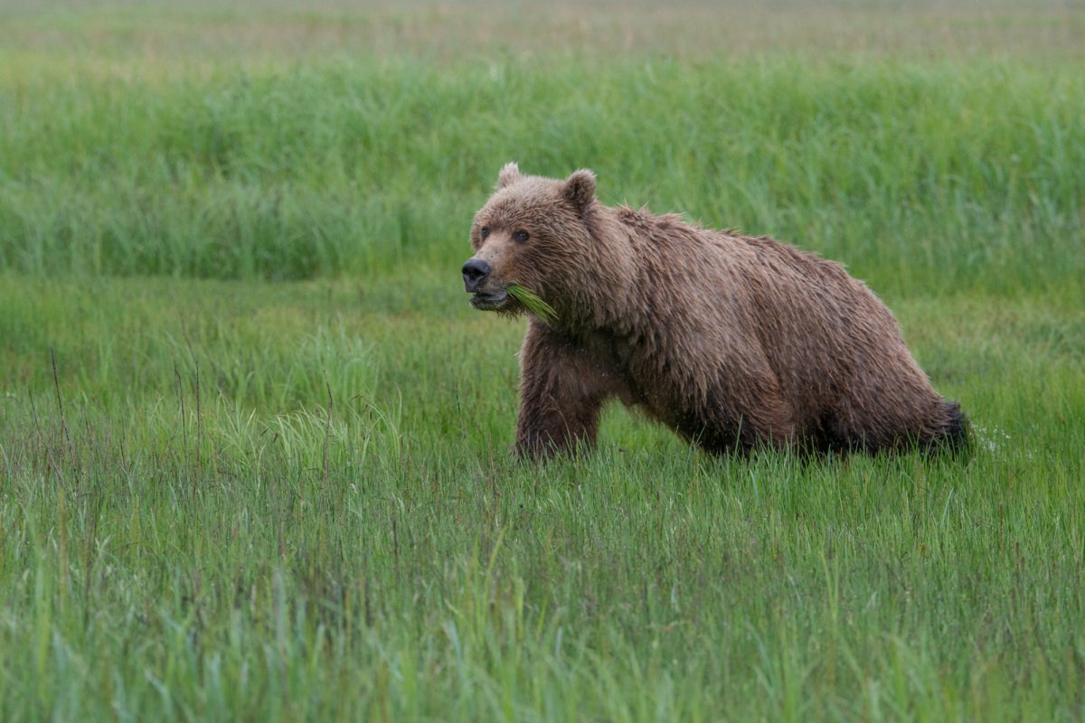 Alaskan-Coastal-Bears-13