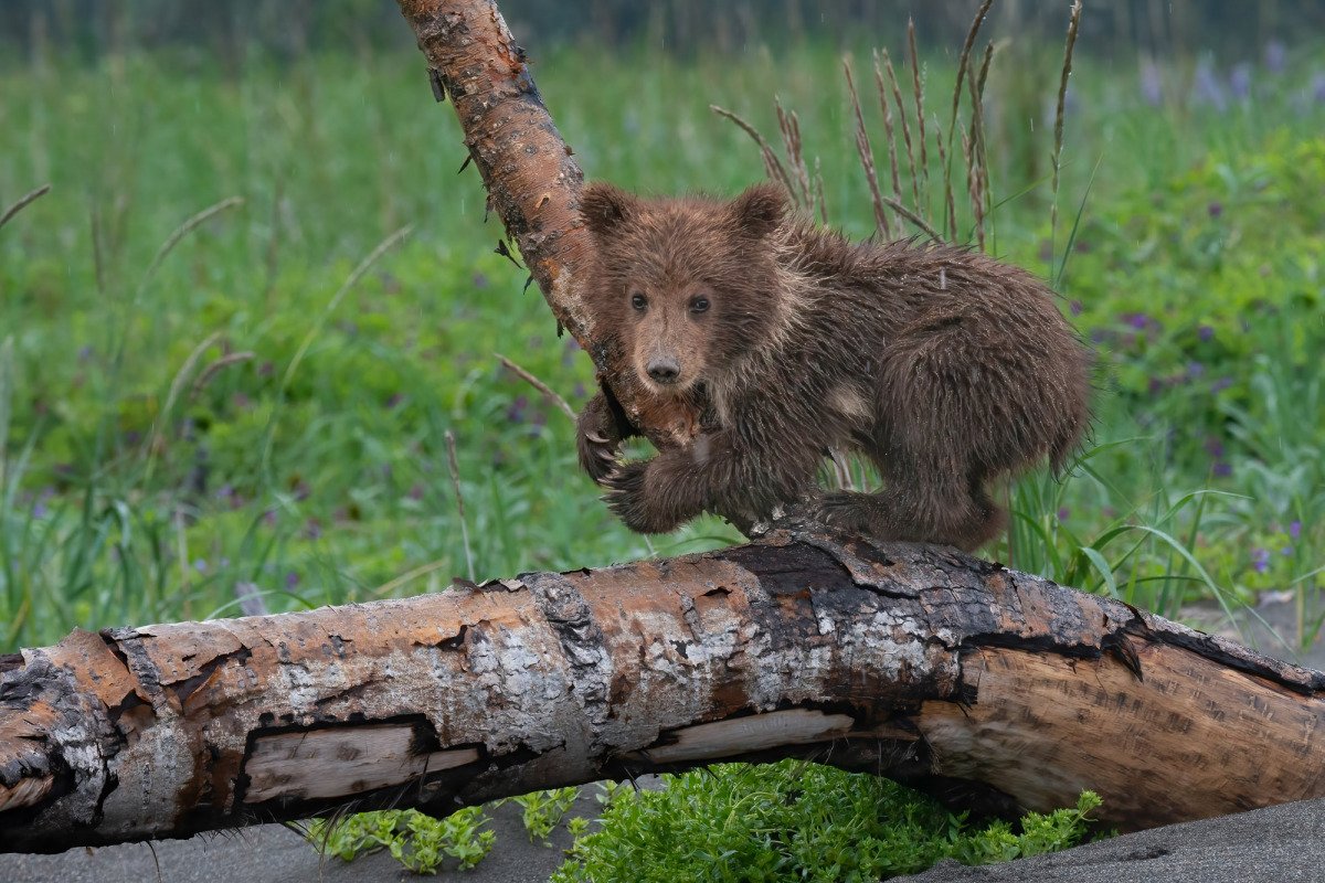 Alaskan-Coastal-Bears-19