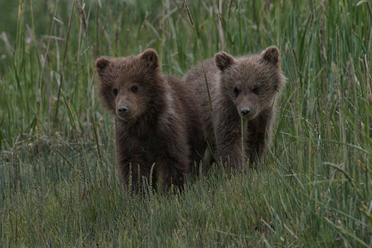 Alaskan-Coastal-Bears-21