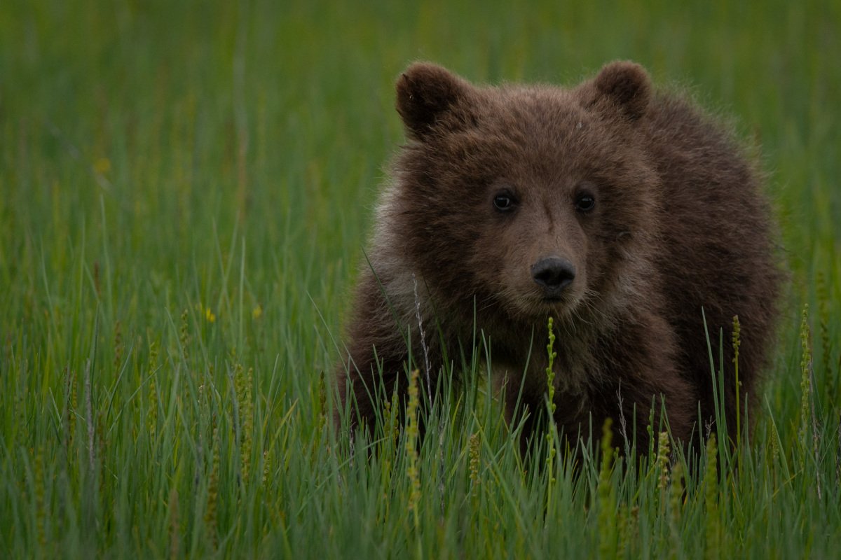 Alaskan-Coastal-Bears-24