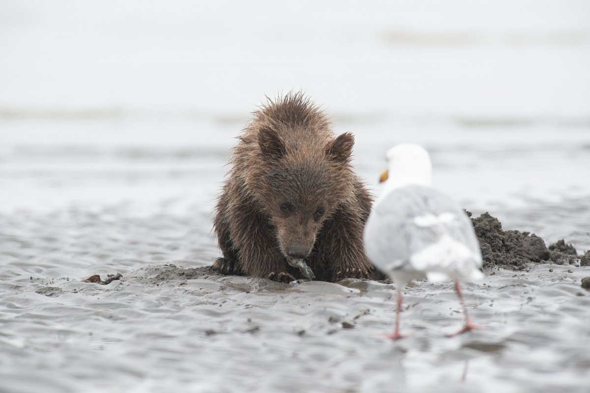 Alaskan-Coastal-Bears-25