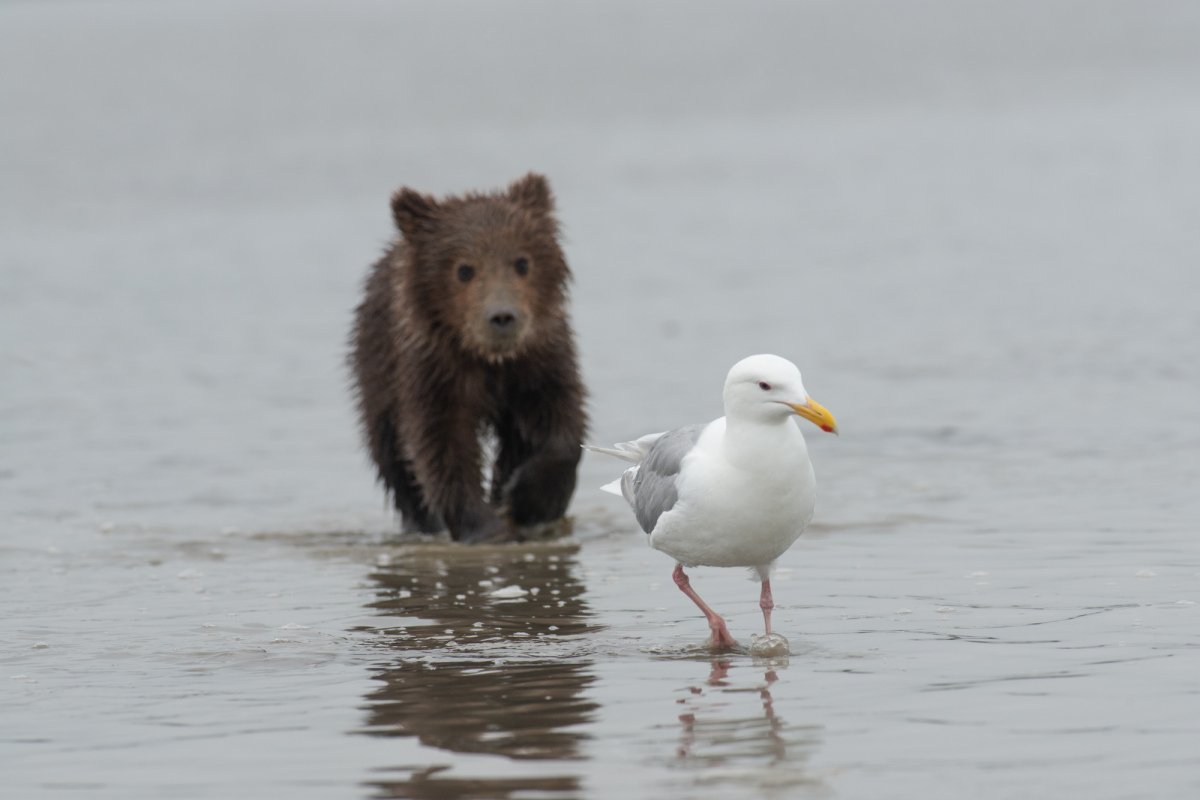 Alaskan-Coastal-Bears-27