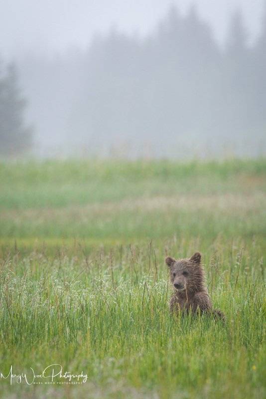 Alaskan-Coastal-Bears-28