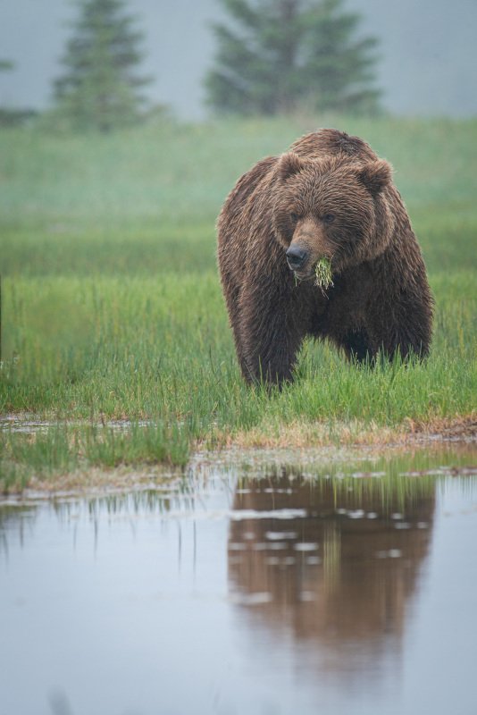 Alaskan-Coastal-Bears-29