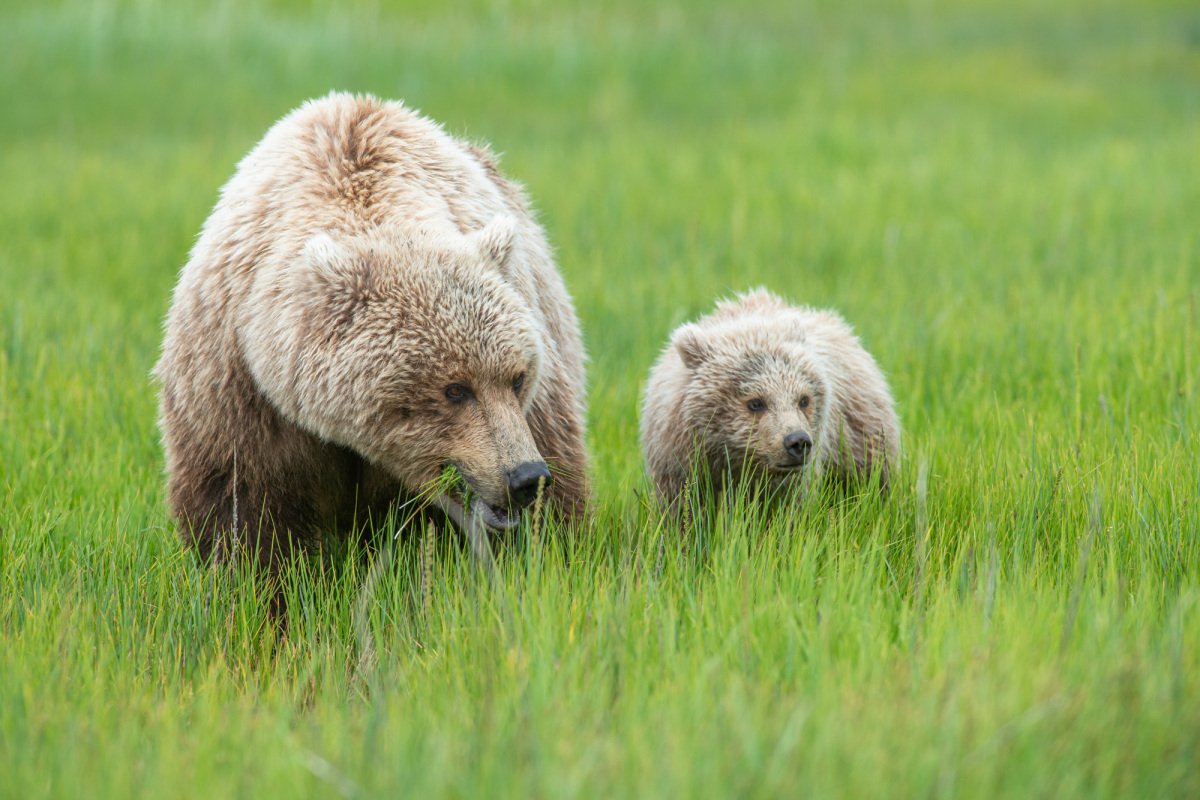 Alaskan-Coastal-Bears-30