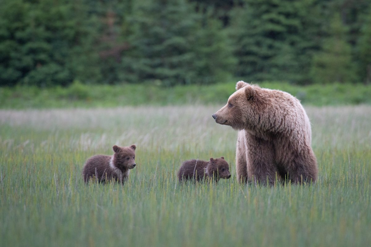 Alaskan-Coastal-Bears-38-2