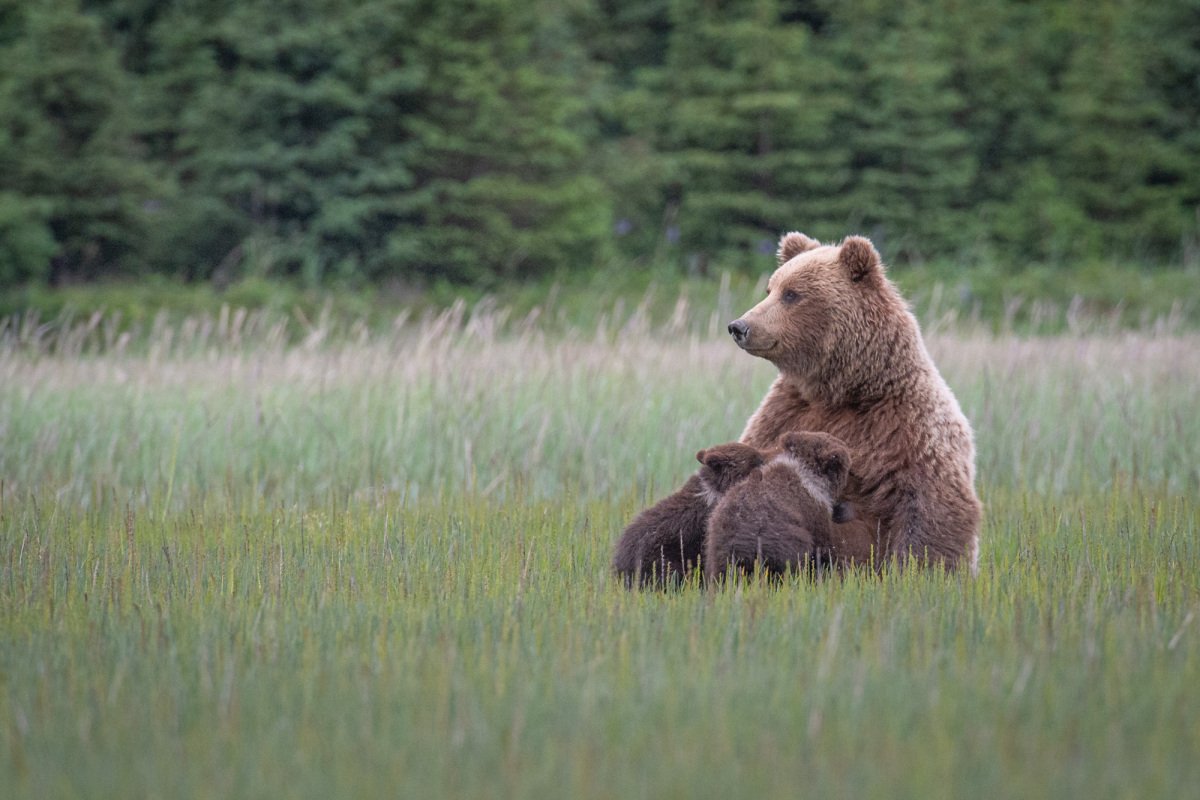 Alaskan-Coastal-Bears-39