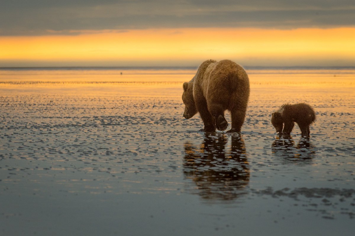Alaskan-Coastal-Bears-46