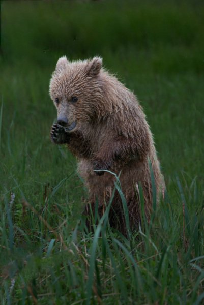 Alaskan-Coastal-Bears-10