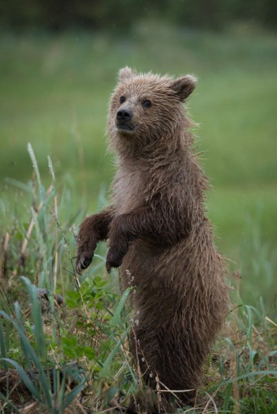 Alaskan-Coastal-Bears-11