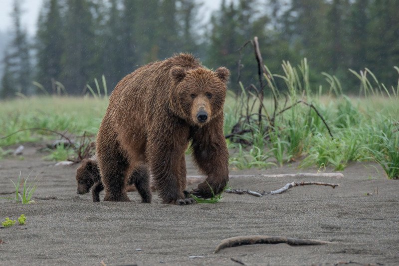 Alaskan-Coastal-Bears-17