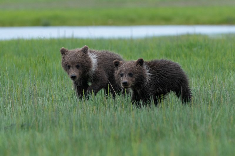 Alaskan-Coastal-Bears-32