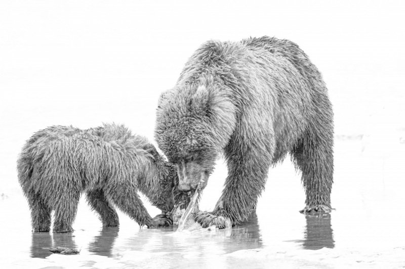 Alaskan-Coastal-Bears-33