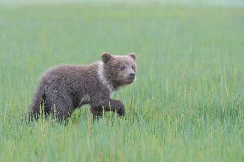 Alaskan-Coastal-Bears-43