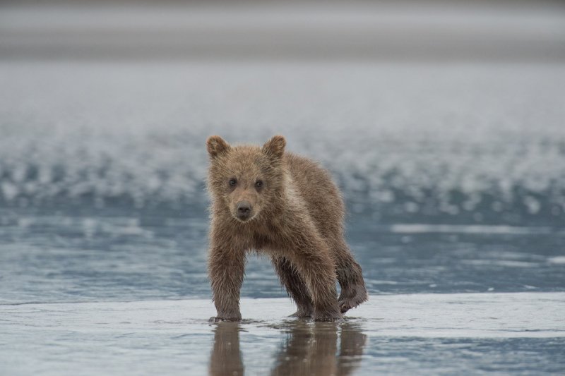Alaskan-Coastal-Bears-49