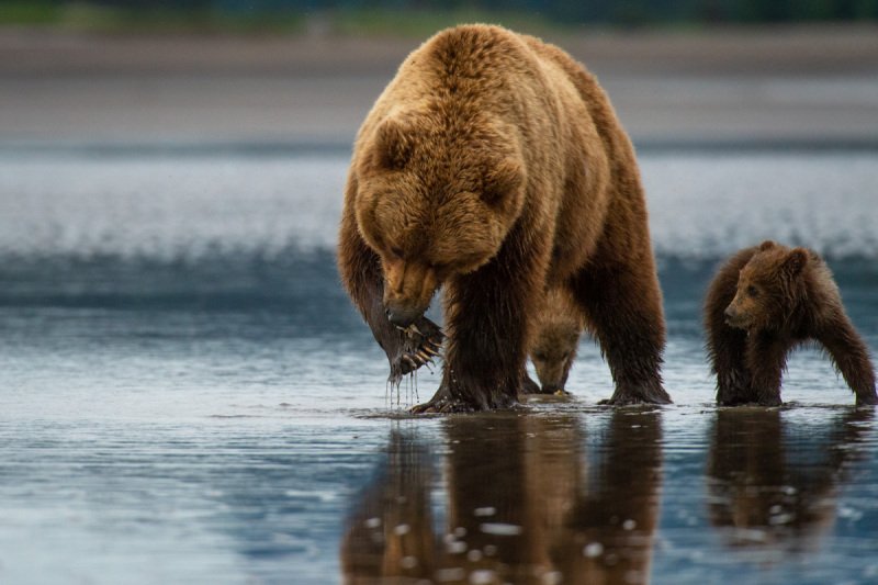 Alaskan-Coastal-Bears-50