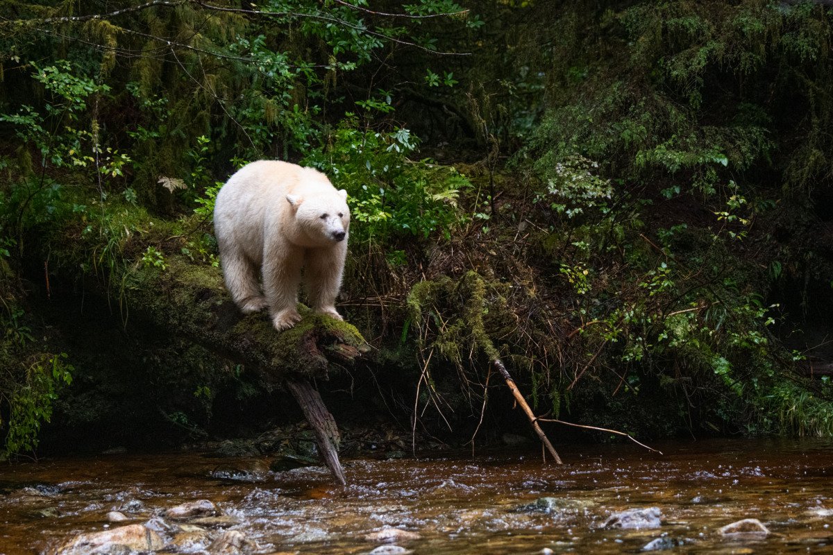 Great-Bear-Rain-forest-2017-2993