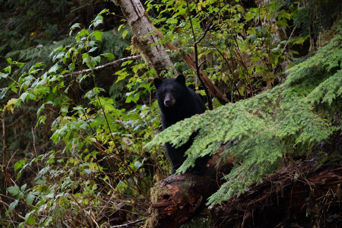 Great-Bear-Rain-forest-2017-6370