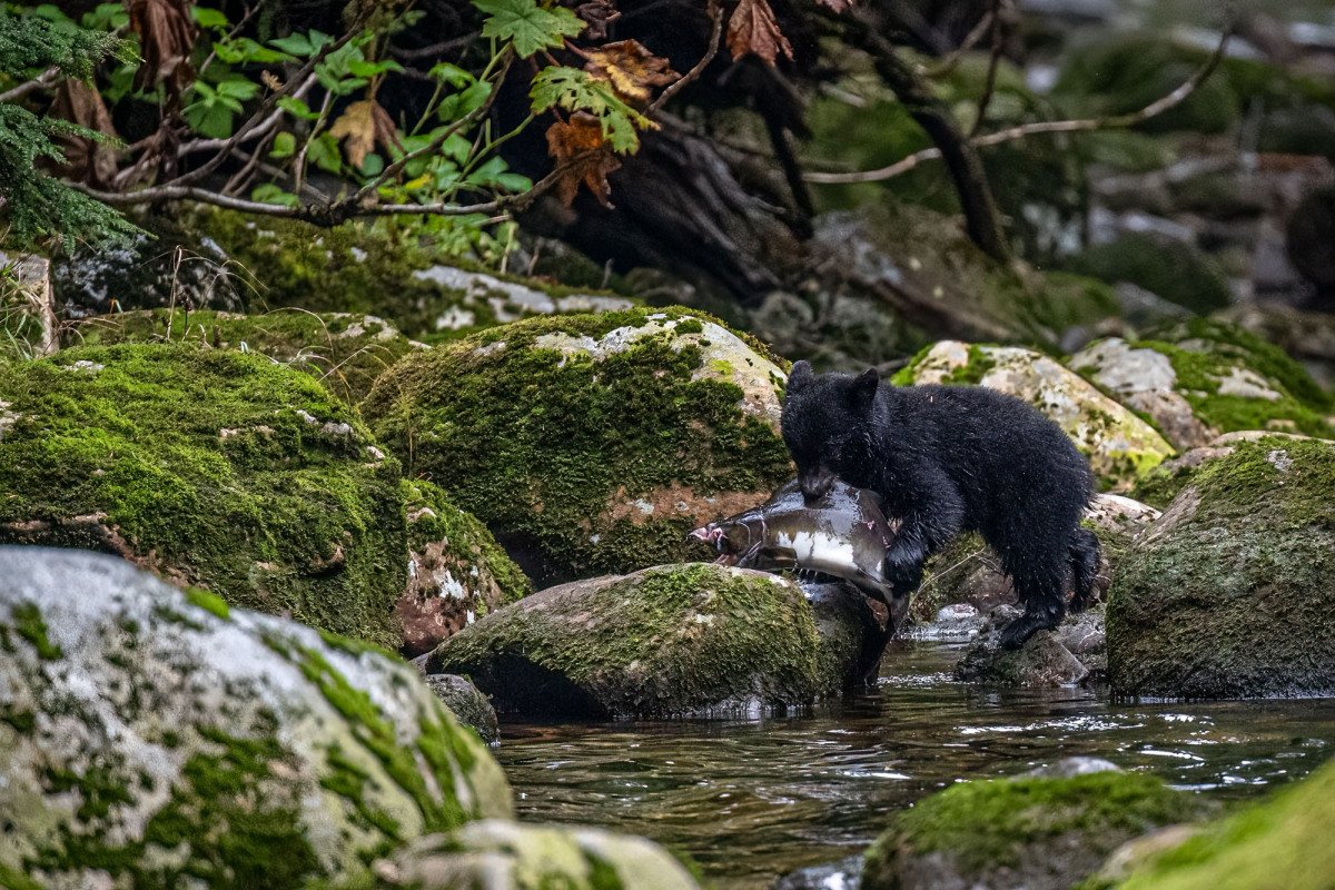Great-Bear-Rainforest-2019-4670-Edit-Edit