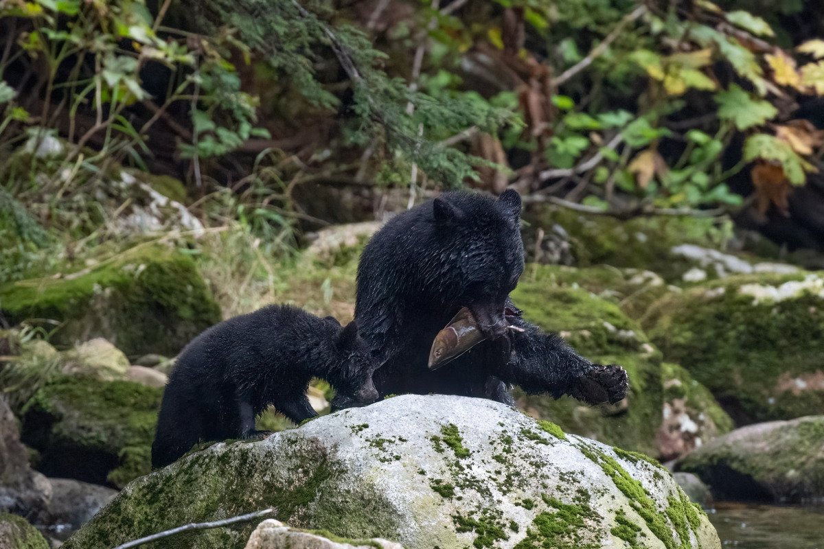Great-Bear-Rainforest-2019-4799-Edit-Edit