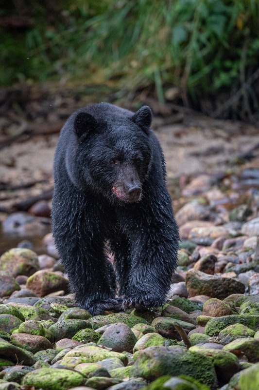 Great-Bear-Rainforest-2019-5012