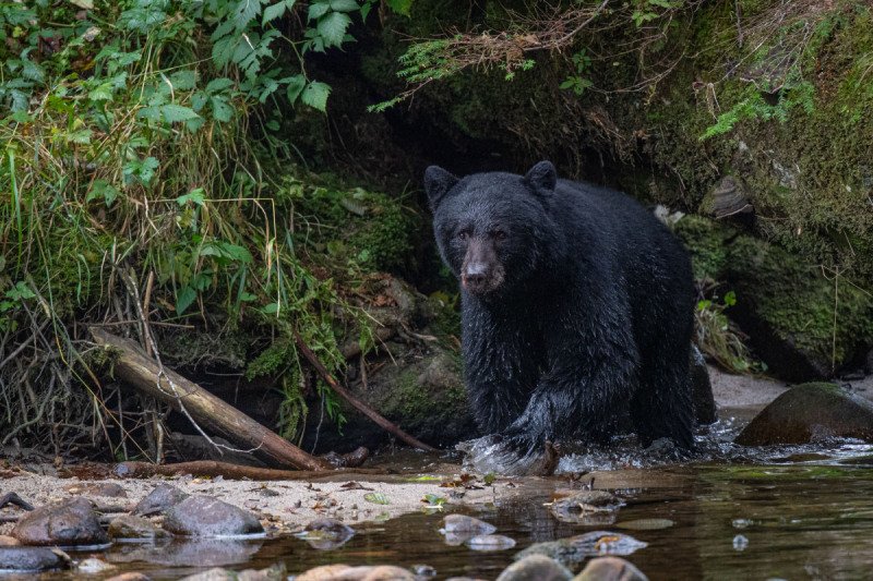 Great-Bear-Rainforest-2019-4983