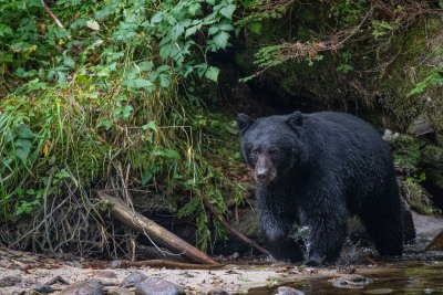 Great-Bear-Rainforest-2019-4986