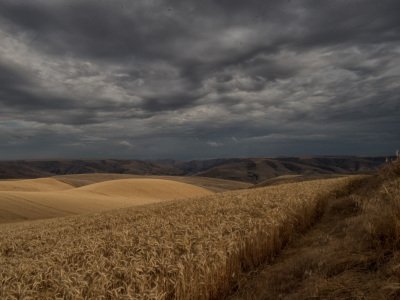 Palouse-2015-208