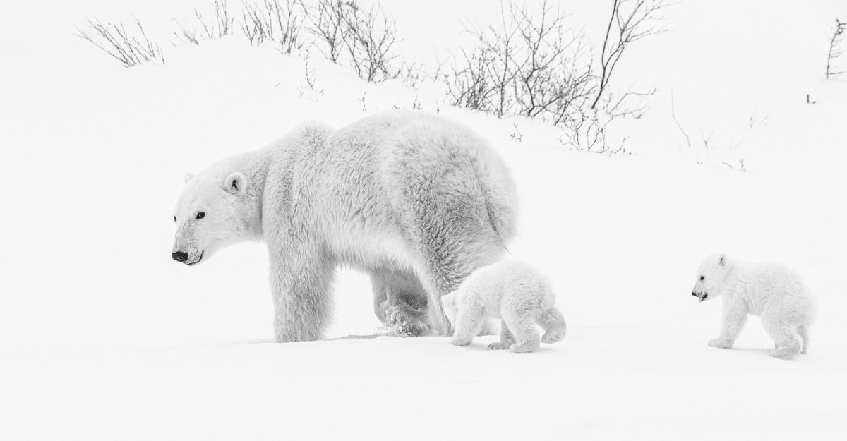 2016-Polar-Bears-10417