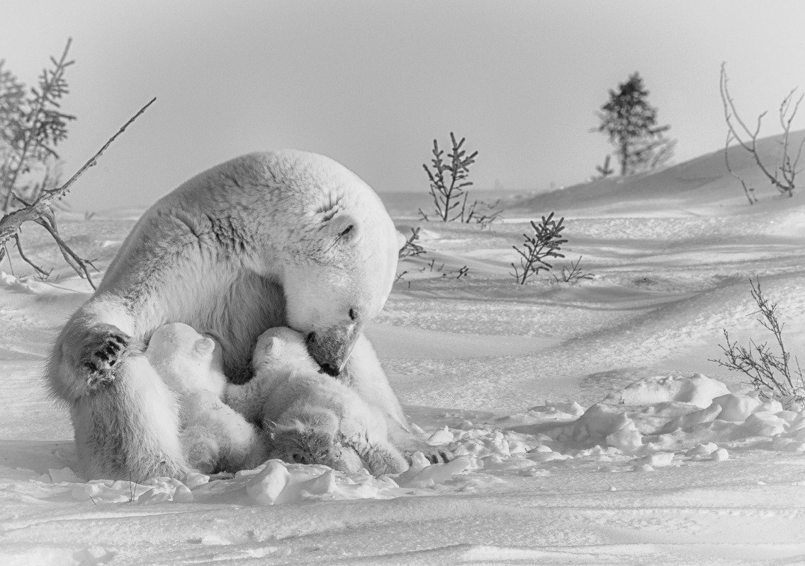 2016-Polar-Bears-19828
