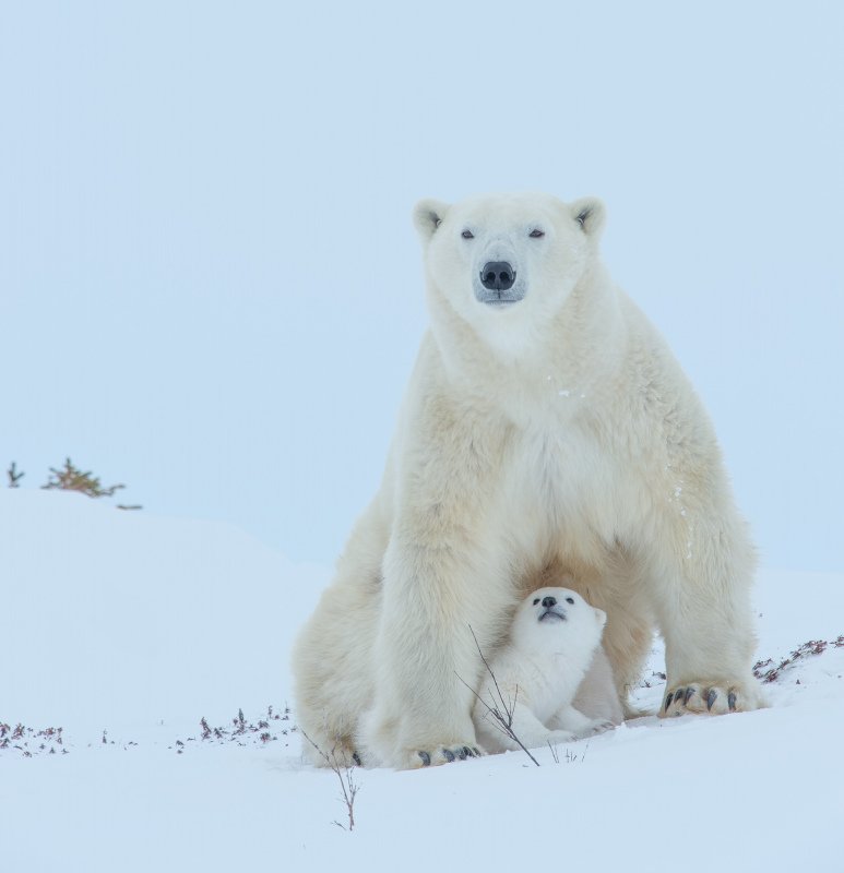 2016-Polar-Bears-2039