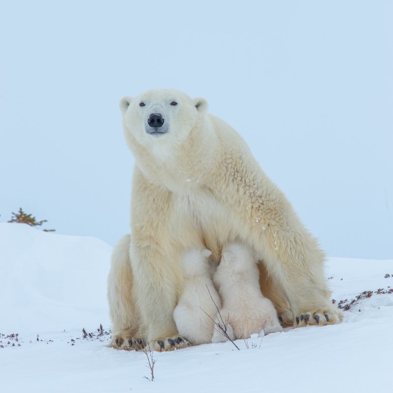 2016-Polar-Bears-2388