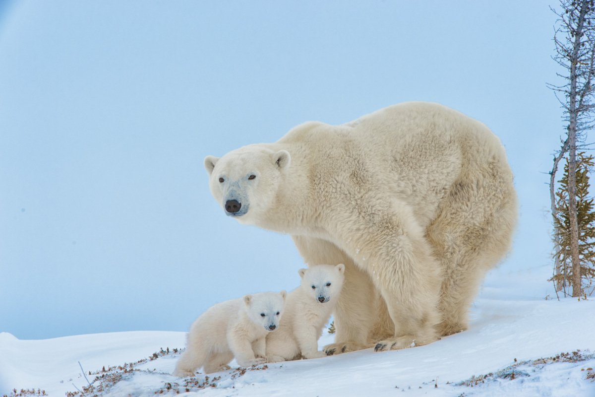 2016-Polar-Bears-2524
